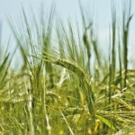 Fertilisation de champs avec de la marne