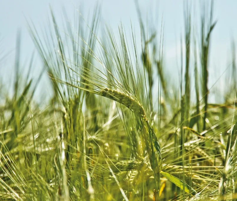 Fertilisation de champs avec de la marne des Carrières de Bernay, Eure, Normandie