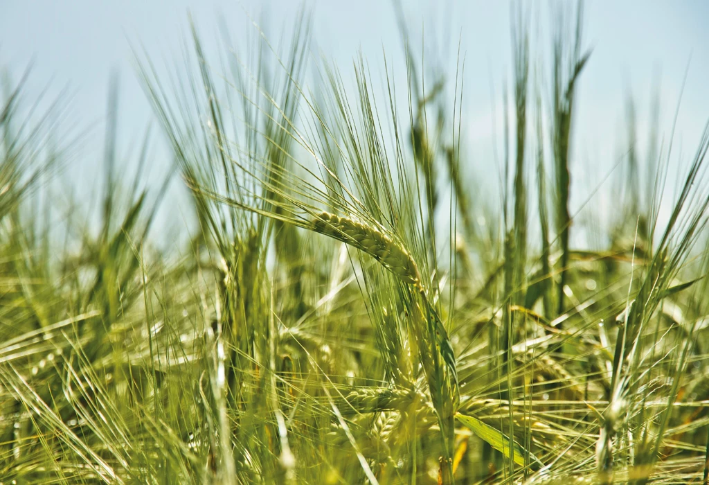 Fertilisation de champs avec de la marne