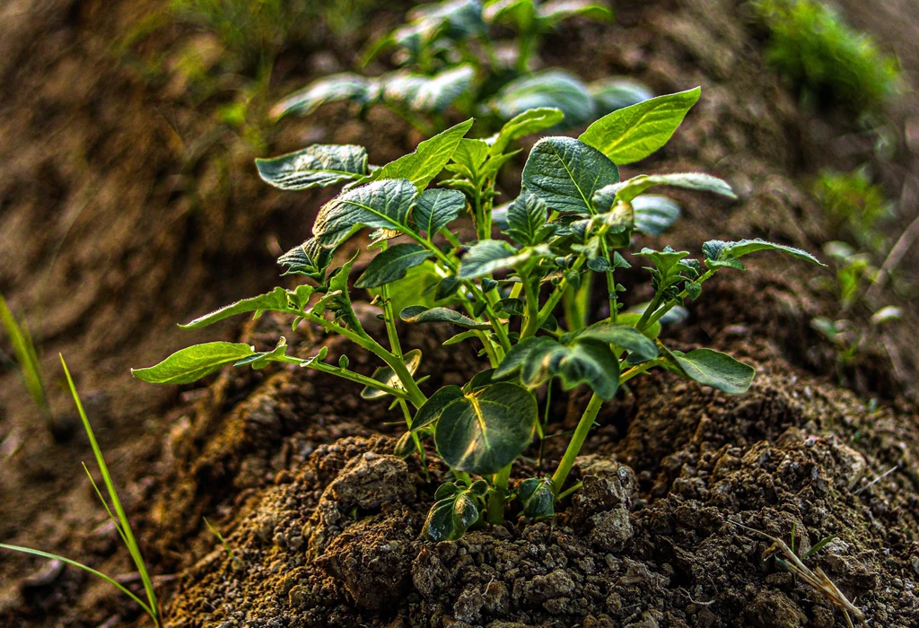 Fumier fertilisant pour les plantes